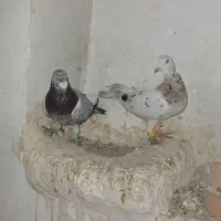 کبوتر|پرنده|خرمدشت, |دیوار