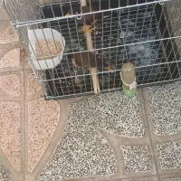مرغ مینا چهار ماهه