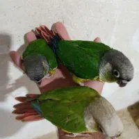 گرینچیک فول اهلی