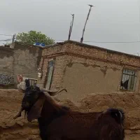 بز نربز|حیوانات مزرعه|مشهد, بهشت|دیوار