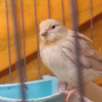 دو عدد جوجه قناری