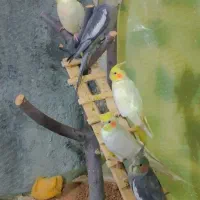 جفت عروس هلندی ، با سه جوجه یک ساله ( بالغ )