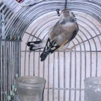 سهره ماده