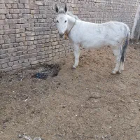 خر جوان