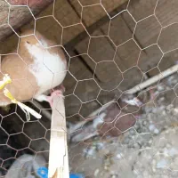 ساده کلاغ دم جفت باهم