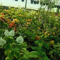 گلسرای ارکیده