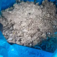 کود تازه کبوتر