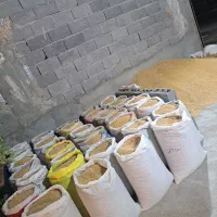 غذای پرنده