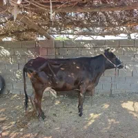 گاو وگوساله