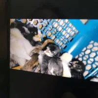 ۲۵ عدد جوجه محلی عشایری بدون مادر