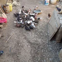 فروش کبوتر