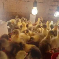 فروش جوجه غاز ۷روزه و ۱۵ روزه