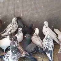 کبوتر پرشی  درجه یک