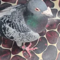 المانی|پرنده|قهستان, |دیوار