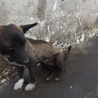 یک سگ معاوضه با وسایل ماشین