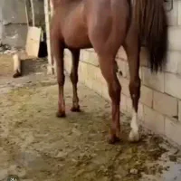 اسب دره شور