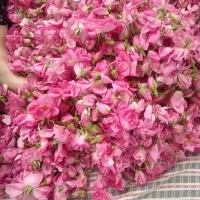 فروش عرق خانگی عمده