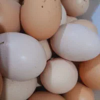 تخم مرغ محلی