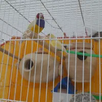 فنچ گلدین