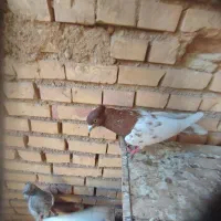 چنتا کفتر کبوتر