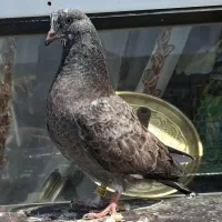 کفتر خارجی پتی واله و ایرانی