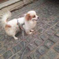 سگ پا کوتاه ۹ ماه فروشی
