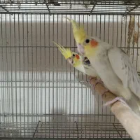 عروس هلندی جفت
