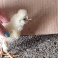 جوجه مرغ و بوقلمون ۱۰ روزه