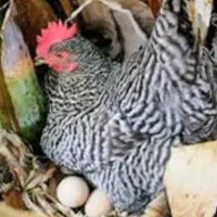 تخم نطفه‌دار حضوری و آنلاین