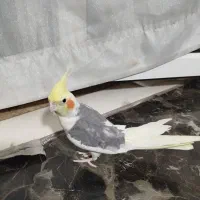 عروس هلندی بالغ نر