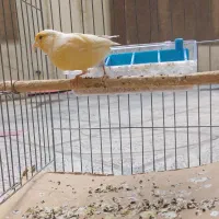 سره قناری قناری