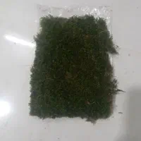 خزه طبیعی سبز شمال