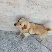 فروش سگ فوری