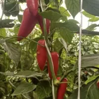 تناژ۲برابری و کیفیت بالا می‌خوای شمارتو بزار