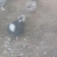 باسلام خدمت دوستان