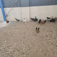 جوجه محلی وبوقلمو حراج
