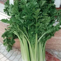 فروش کرفس تازه