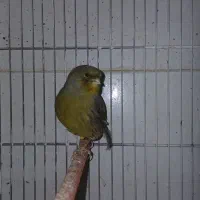 جفت قناری گلاستر ابا دو عدد تخم
