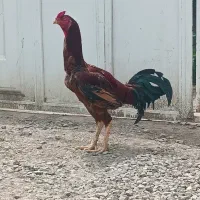 خروس لاری اصل