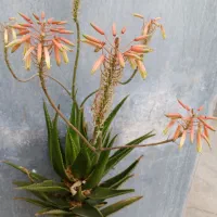 گل کاکتوس  بزرگ