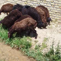 بره ماده پشم کهنه