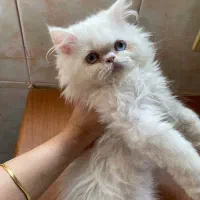 گربه|گربه|بجنورد, |دیوار