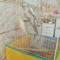 جفت عروس هلندی