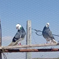 کبوتر