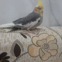 گمشده عروس هلندی