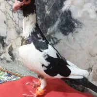 پلنگ بغدادی