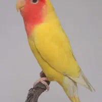 طوطی ماده