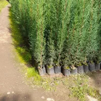 سرو شیراز نایلکسی و لاوسون سطل 3