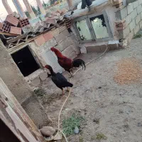 مرغ و خروس