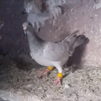 کفتر